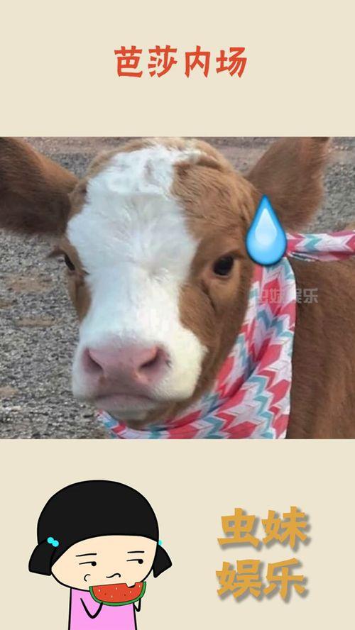 娱乐吃瓜酱图片搞笑,笑料横生的搞笑瞬间，让你笑到肚子疼！