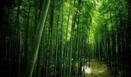 常绿干部爆料视频大全,真实事件背后的真相全解析
