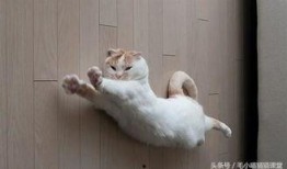 郑州爆料猫咪视频,网友直呼“治愈系”